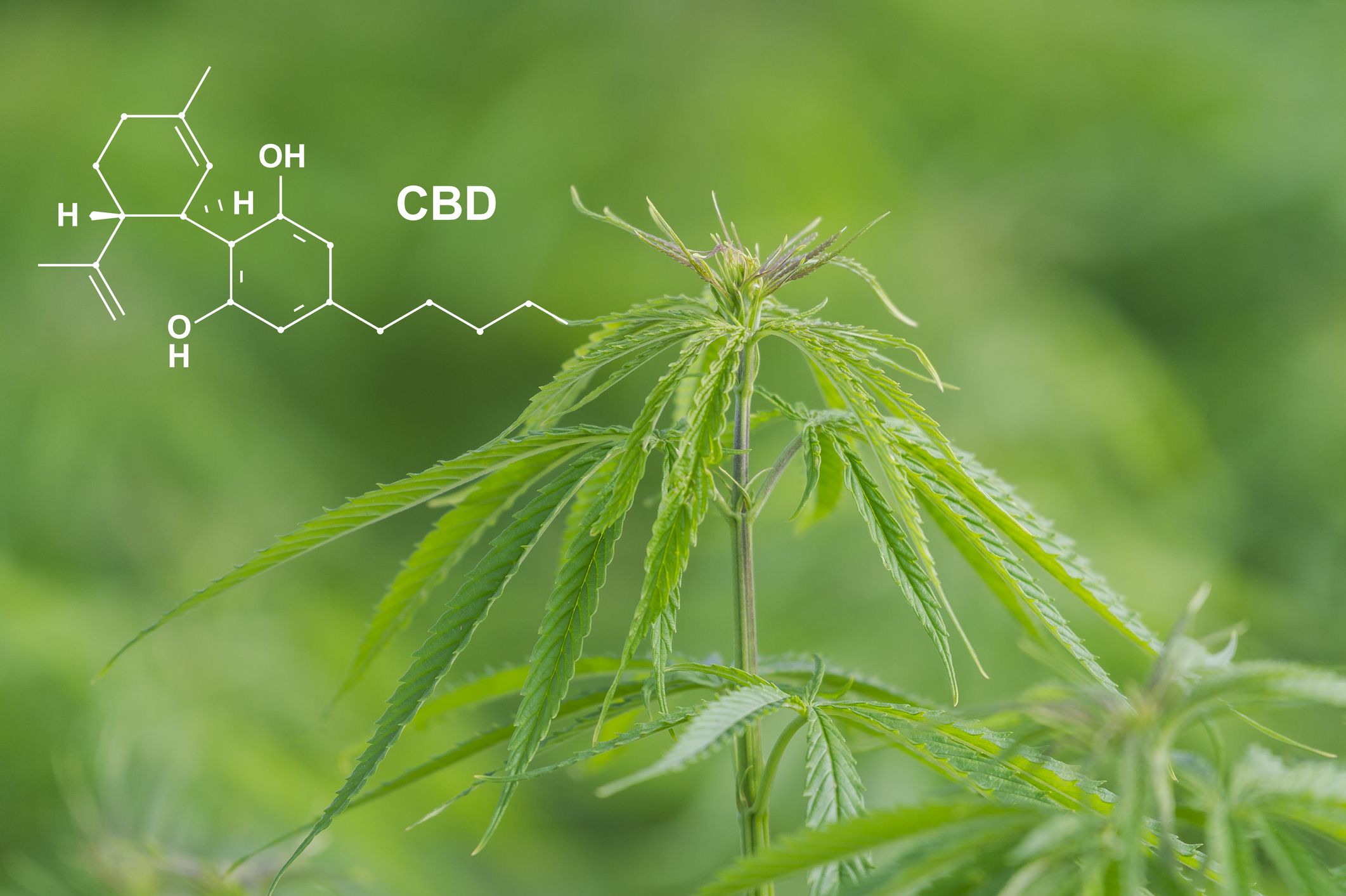 Todo Lo Que Necesitas Saber Sobre El CBD Y Sus Beneficios Para La Salud ...